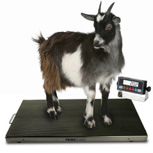 Prime PS-AS700 -38"x 20" 700 lbs x 0.1 lb Veterinary / Animal / Farm  / Small Livestock Scale