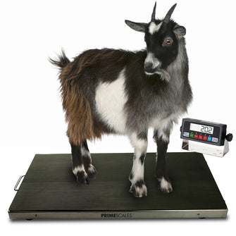Prime PS-AS700 -38"x 20" 700 lbs x 0.1 lb Veterinary / Animal / Farm  / Small Livestock Scale